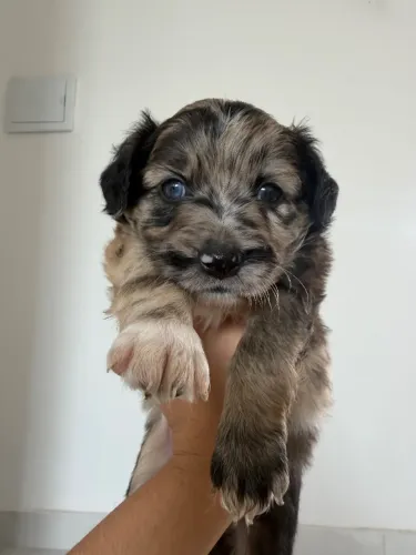 Cão 