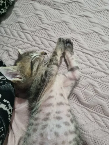 DUPLINHA DE GATOS FILHOTES