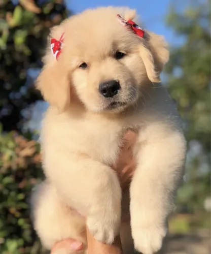 Golden linda fêmea