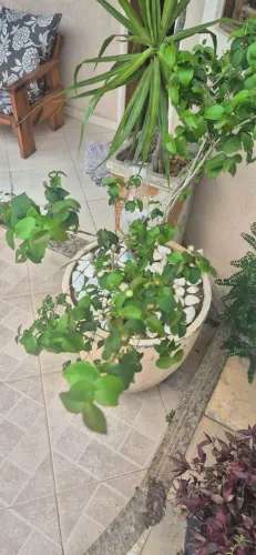 Vaso de concreto com pitangueira produzindo 