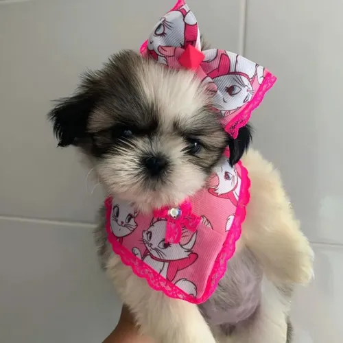 Shih Tzu Micro e Padrão, filhotes selecionados a dedo, 100% legítimos