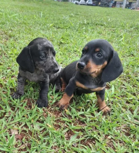 Dachshund teckel machos