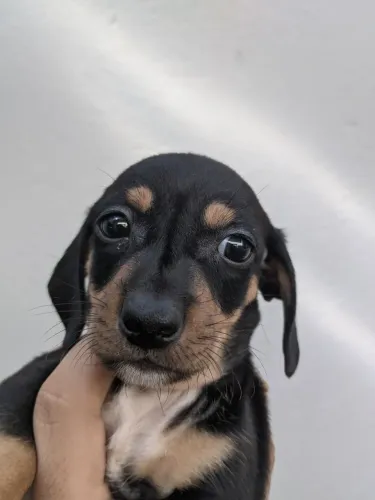 Filhote de Dachshund macho preto com canela