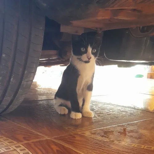 Gatinho Macho