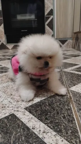 Spitz