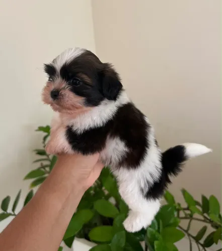 Filhote de Shih Tzu