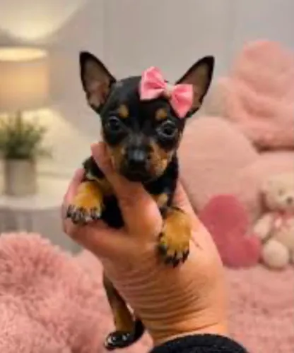 Pinscher fêmea 00