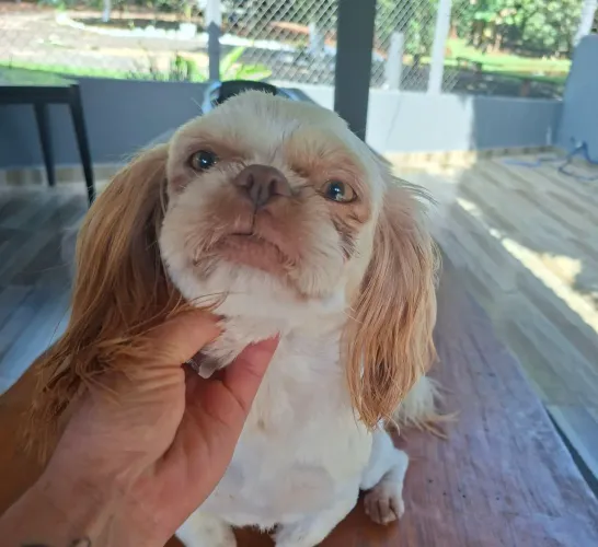 Doação responsável Shihtzu macho 1ano todas as vacinas em dia