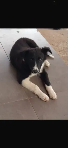 Filhote Border Collie macho