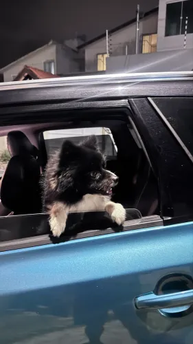 Bob quer uma nAUmorada! Lulu da Pomerania!