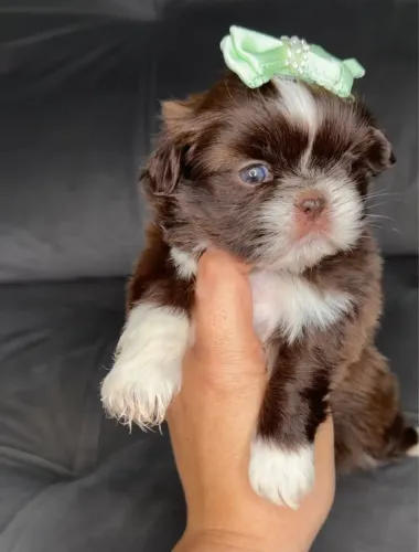 Filhotes de shih tzu fêmeas