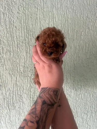     Poodle Toy Red com pedigree vacinado e vermifugado entrega hoje