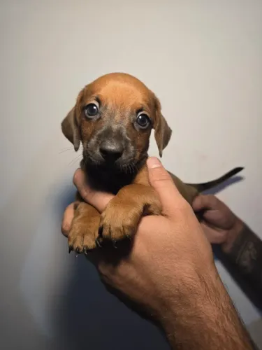Filhote de Dachshund disponível