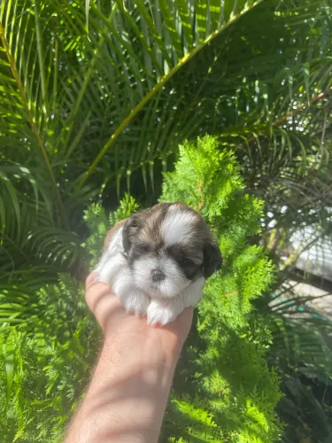 Lindos filhotes de shih tzu  3 fêmea 1 macho