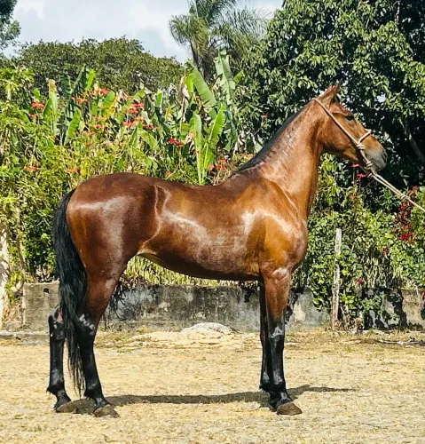 Égua de pista a venda 