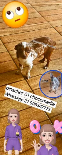 Pinscher chocomerlle exótico 