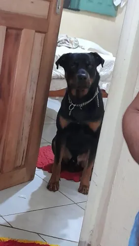 Rottweille