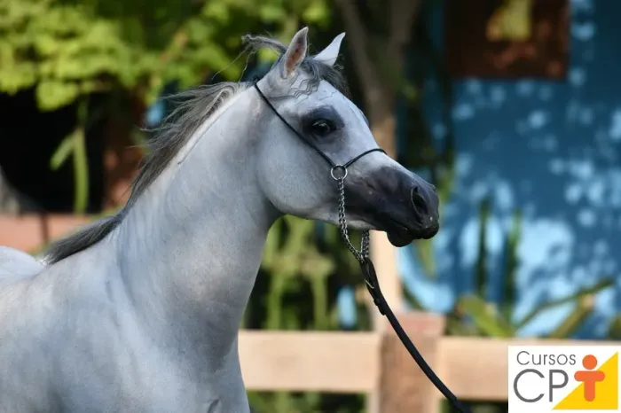CAVALO DE RAÇA MANSO E FÉRTIL