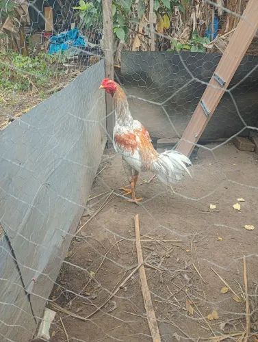Galo novo