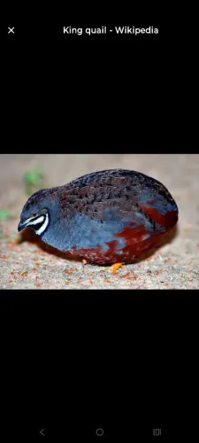 OVOS GALADOS DE CODORNA CHINESA