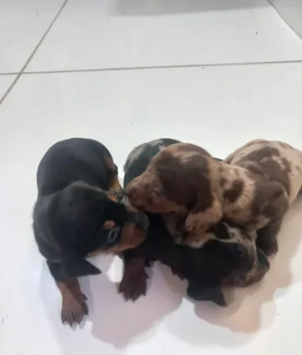 Filhote de cachorro Daschund