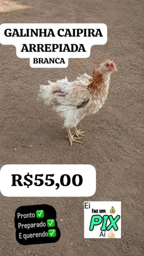 GALINHA CAIPIRA