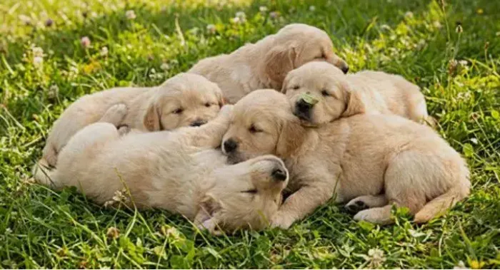 Filhotes de Golden Retriever