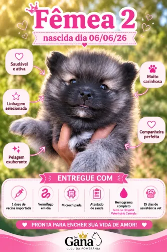 Lulu da pomerania
