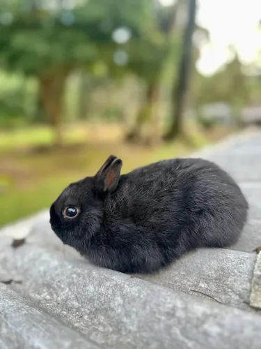 Netherland dwarf macho