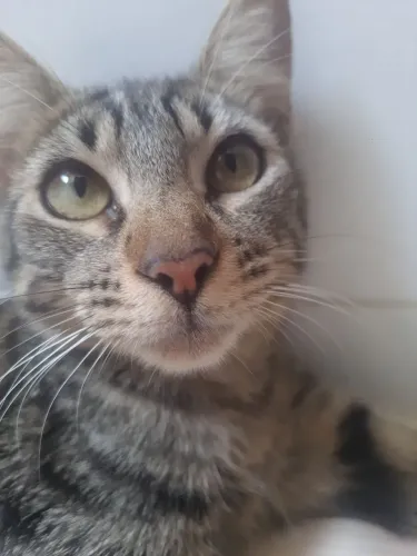 Doa-se filhote de gato (Fêmea) manhosa ideal pra crianças