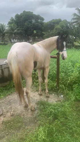 Potra Paint Horse