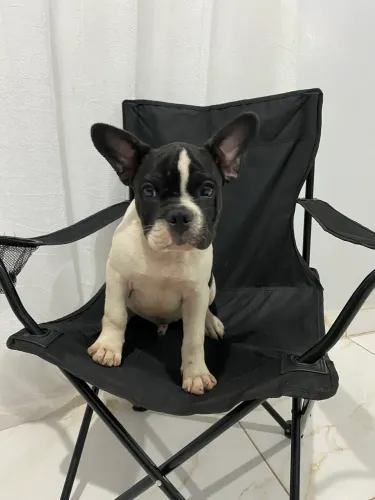 Filhotes Bulldog Francês