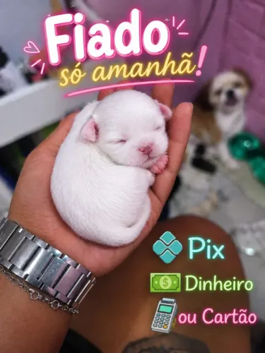 Venda de cachorro Shitzu puríssimo