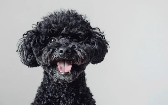 Poodle black macho disponível