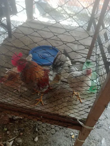 Galo e galinhas garnisés