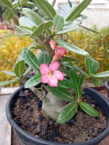 Rosa do deserto arábico