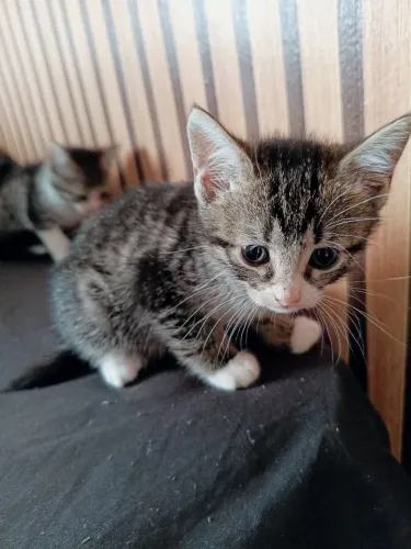 gato