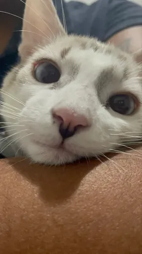 Gato para adoção