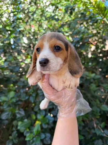 Beagle energetico para passeios 