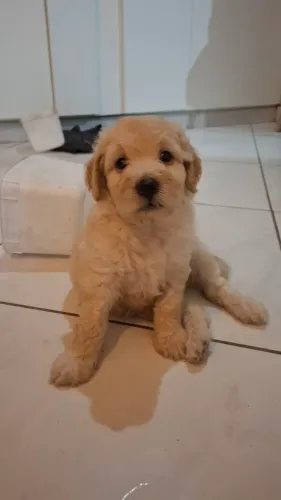 Poodle