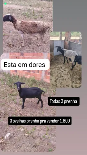 Ovelha