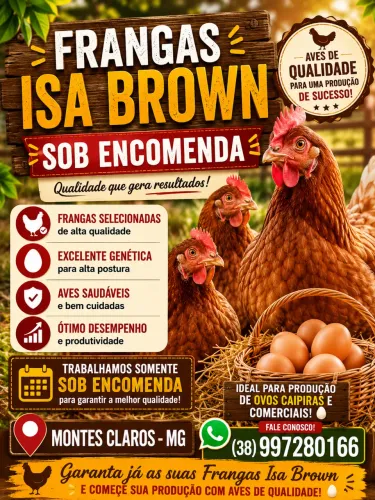 Frangas Isa brown legítima