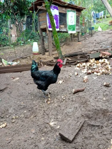 Frango gigante de jersen negro 3 mês 