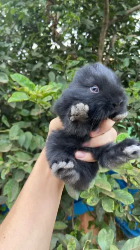 Coelho Mini Lop