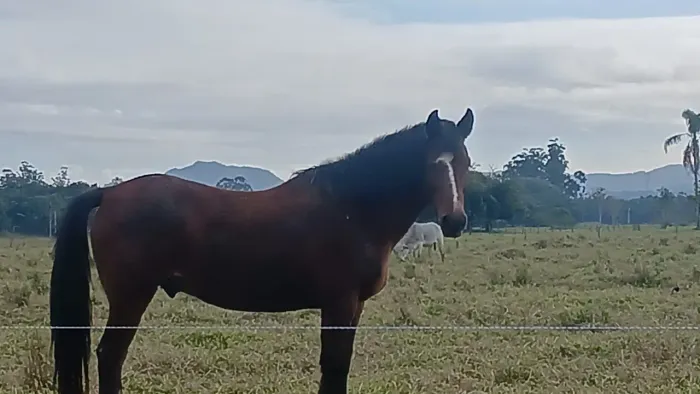 Cavalo