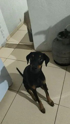 Doberman macho 5 meses 