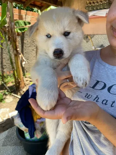 Husky fêmeas