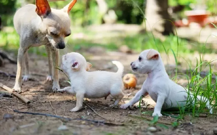 CHIHUAHUA X PINSCHEER BRANCOS E PEQUENOS