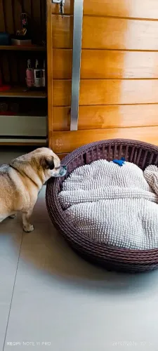 Cama dog
