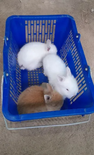 Filhotes de coelho, Mini Teddy 